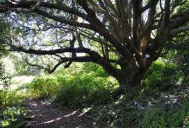 Image result for Apodytes dimidiata