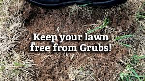 Since grubs eat grass roots, the lawn will be easy to pull up in chunks. Controlling Grubs In Your Lawn Expert Lawn Care Tips Youtube
