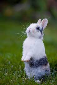 bunny cutest paw baby animals cute baby animals cute animals