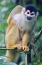 Central American squirrel monkey - Wikipedia