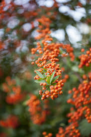 Image result for Pyracantha coccinea golden charmer