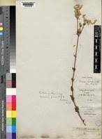 Image result for Achyropsis