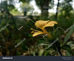 Image result for Barleria rotundifolia