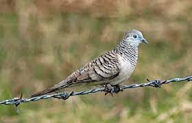 7 Jamu Tradisional Untuk Burung Perkutut Agar Lebih Cepat Manggung