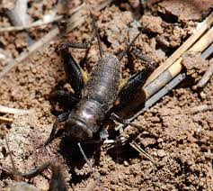 Bug Of The Week Field Crickets Cricket World Cricket Pet Store