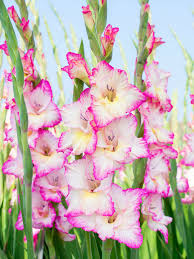 Image result for Gladiolus melleri