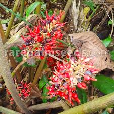 Image result for Renealmia africana