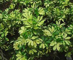 How To Care For A Hawaiian Schefflera Http Houseplant411 Com Search Identify Houseplant Hawaiian Schefflera Plant Aspx Schefflera Plants Variegated Plants