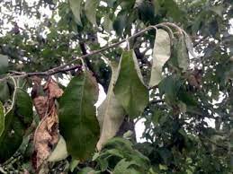 Apple, pear, hawthorn, cotoneaster, firethorn and mountain ash. Spring Conditions Favor Fire Blight Infection In Apples And Pears The National Center For Appropriate Technology