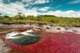 Accompanied by an experienced local guide, discover caño cristales, this natural and prehistoric wonder. Cano Cristales Wallpapers Earth Hq Cano Cristales Pictures 4k Wallpapers 2019