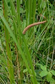 Image result for Culcasia falcifolia