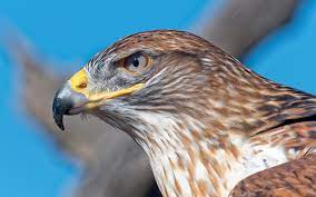 They are commonly seen soaring above looking for prey with their amazing vision or perched along the roadside on telephone poles. Ferruginous Hawk Audubon Field Guide