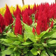 Celosia Pampas Plume Red 2 500 Seeds Flowers Professional Landscaping Lawn Garden