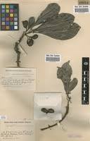 Image result for Pygmaeothamnus zeyheri