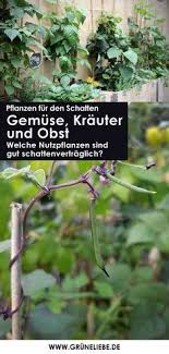 Es Gibt Sie Diese Oft Ungeliebten Stellen Im Garten Fur Welche Spezielle Pflanzen Fur Den Schatten Ausg Pflanzen Schattengarten Hausmittel Gegen Blattlause