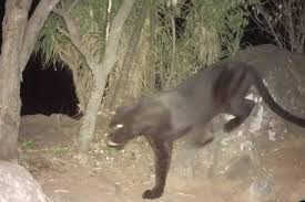 Below you find a lot of statistics for this team. Inkl Researchers Discover Incredibly Rare Black Leopards In Kenya Evening Standard