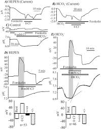 Localization of cystic fibrosis transmembrane conductance regulator mrna in the human. Dynamic Control Of Cystic Fibrosis Transmembrane Conductance Regulator Cl Hco3 Selectivity By External Cl Journal Of Biological Chemistry