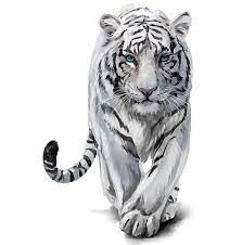 Learn to draw a white tiger. How To Draw A Tiger Step By Step Adobe
