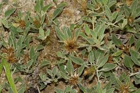 Image result for Dicoma