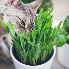 It's important to note here that cat grass is not catnip, which is a member of the mint family. Cat Grass Seeds The Seed Collection