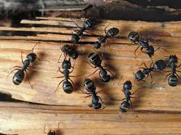 But let's take a look at the theory anyway. Carpenter Ants Control Services Pest Control Services S3 Pest Control Chennai Id 3843518730