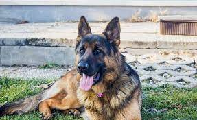 Now that you know how much does a german shepherd cost. German Shepherd Price How Much Is This Popular Breed