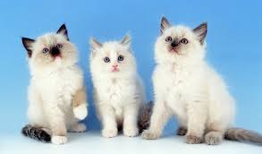 On the whole, they are generally healthy cats. Ragdoll Cat Breed Information