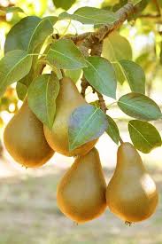 Pears is important fruit crop of temperate region. Sign In Vegetables Photography Fruit Photography Beautiful Fruits