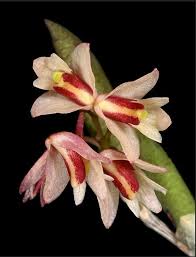 Image result for Rhabdophyllum affine