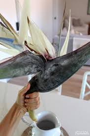 Using Real Giant Bird Of Paradise Flowers In My Home Decor House Full Of Summer Coastal Home Lifestyle As a bird of paradise produces new fronds the oldest, shortest, smallest fronds will often die as the overall plant will send. real giant bird of paradise flowers