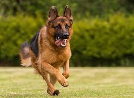 German shepherd colors black & tan. German Shepherd Colors Black Tan Petsidi