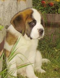 Short Haired Saint Bernard Puppies Jpeg St Bernard Puppy Short Haired St Bernard Saint Bernard