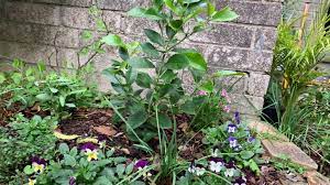 Lemon tree flowers but no fruit. Lemon Tree Has Flowers But No Fruit 6 Easy Solutions Eco Family Life