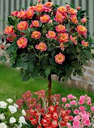 Check spelling or type a new query. Pin By Cyndi Miller On Gardening Outdoors Rose Trees Flower Seeds Rose Seeds
