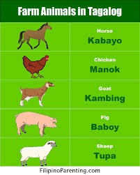 Words For Farm Animals In Tagalog Tagalog Animals Name In English Filipino Words