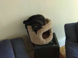 Cat tree condo 44h, 25w 3 platforms, 1 condo scratching posts play string and fringe pick up fern creek, 40291 David Cat Sitter 23 Reviews Pet Sitting San Francisco Ca United States Phone Number