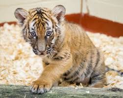 After last week's raid on the tiger king park in thackerville, okla., new reports say that there are no big cats left in the park. Critically Endangered Malayan Tiger Cub Newest Resident Of Cleveland Metroparks Zoo
