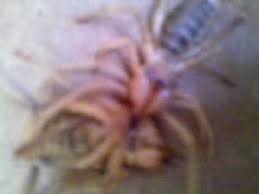 See more of toastmasters amigo club in el paso, tx on facebook. Fighting Camel Spiders In El Paso Youtube