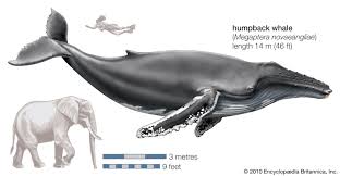 Humpback whale populations in the north pacific ocean have increased according to a study funded primarily by national oceanic and atmospheric administration (noaa), an agency of the u.s. Humpback Whale Size Song Habitat Migration Facts Britannica