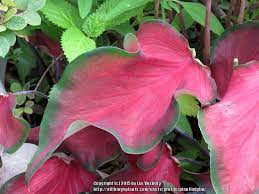 We did not find results for: Photo Of The Leaves Of Lance Leaf Caladium Caladium Florida Red Ruffles Posted By Plantladylin Garden Org