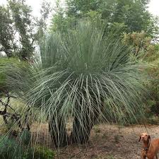 Image result for Monsonia glauca