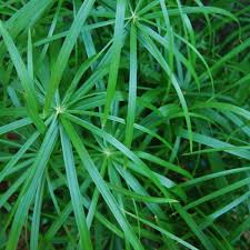 Image result for Cyperus deciduus