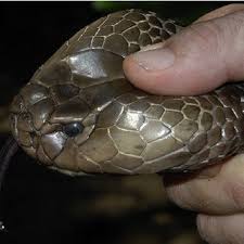 Snakes can kill in numerous ways, including poisoning, crushing and eating their victims. Pdf Venom Ophthalmia Caused By Venoms Of Spitting Elapid And Other Snakes Report Of Ten Cases With Review Of Epidemiology Clinical Features Pathophysiology And Management