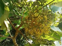 Image result for Myrianthus arboreus