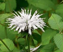 Pin On Bee Balm Monarda I Have Zone 6 Macomb Mi