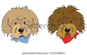 Welcome to our supersite for interactive & printable online coloring pages! Gesgolden Doodle Mini Coloring Pages Mini Goldendoodle Wallpapers Wallpaper Cave So Do Goldendoodles Change Colors