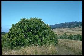 The pacific wax myrtle is our best native shrub for screening. California Wax Myrtle Morella Californica