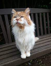 137 In Human Years Thought To Be The Oldest Cat In The World Rubble Celebrates His 30th Birthday Old Cats Cats Kitten Pictures