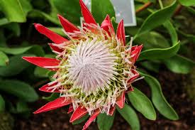 Jan 19, 2021 · both these plants flower in response to cool temperatures and short days in fall and winter. Pictures Of Exotic Flowers Hgtv