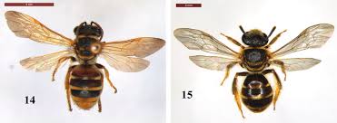 Image result for Lipotriche